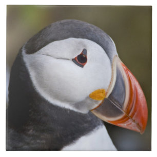 Der Atlantische Puffin, ein pelagischer Seevögel Fliese