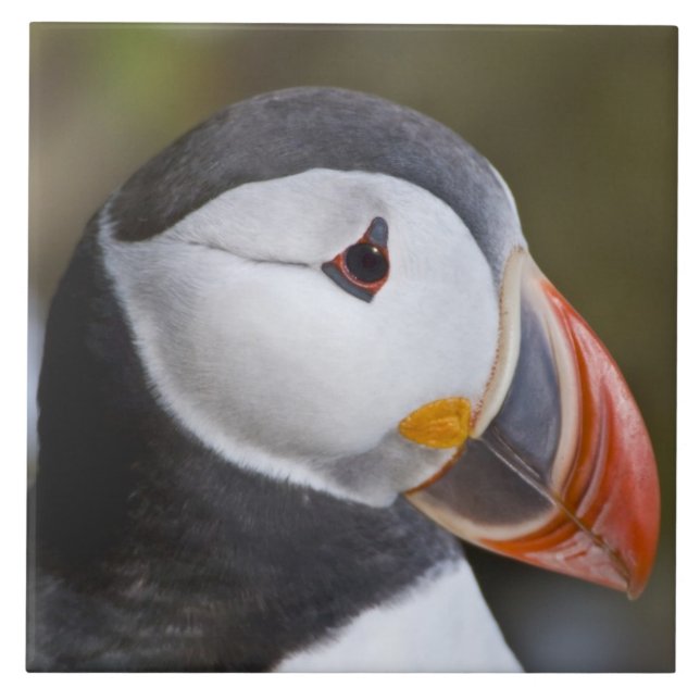 Der Atlantische Puffin, ein pelagischer Seevögel Fliese (Vorderseite)