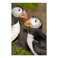 Der Atlantische Puffin, ein pelagischer Seevögel