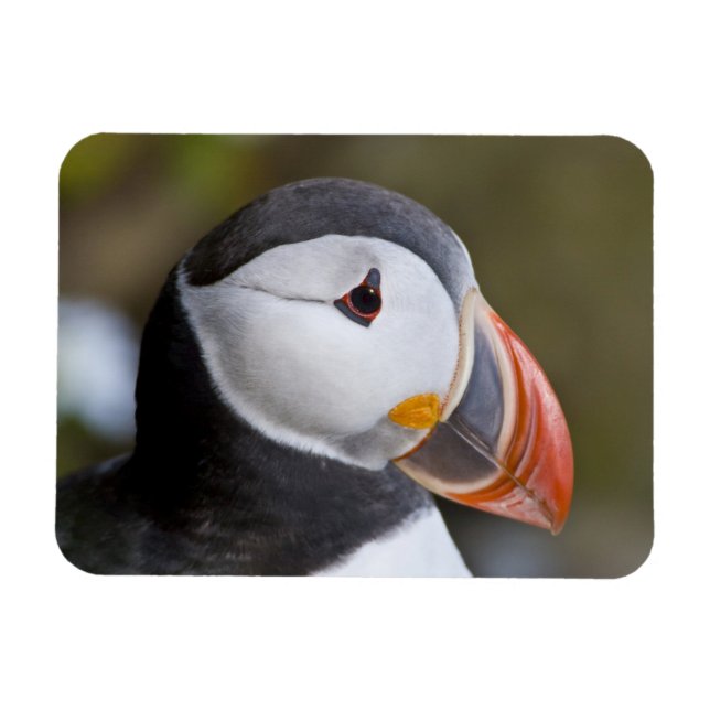 Der Atlantische Puffin, ein pelagischer Seevögel Magnet (Horizontal)