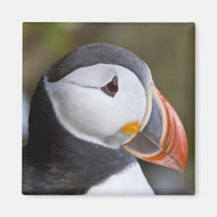 Der Atlantische Puffin, ein pelagischer Seevögel Magnet