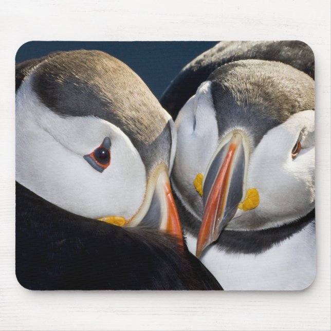 Der Atlantische Puffin, ein pelagischer Seevögel Mousepad (Vorne)