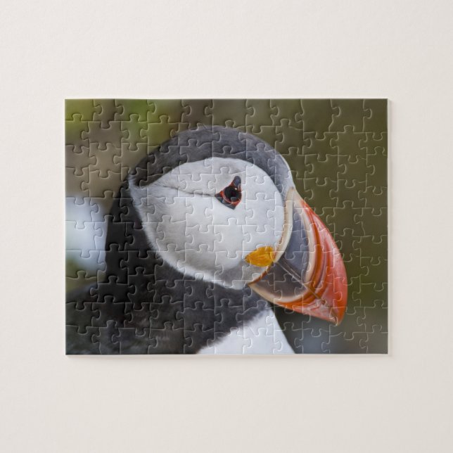 Der Atlantische Puffin, ein pelagischer Seevögel Puzzle (Horizontal)