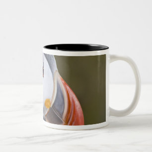 Der Atlantische Puffin, ein pelagischer Seevögel Zweifarbige Tasse