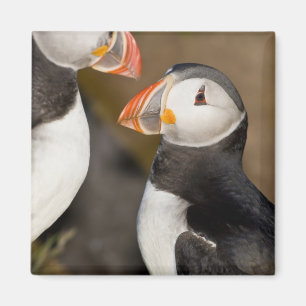Der Atlantische Puffin Magnet