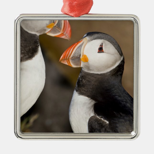 Der Atlantische Puffin Ornament Aus Metall (Vorne)