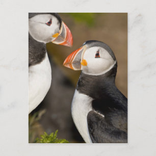 Der Atlantische Puffin Postkarte