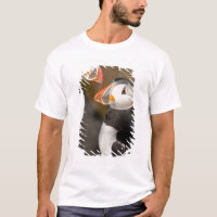 Der Atlantische Puffin