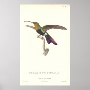 Der Aurulent Kolibri durch Lektion Rene Primevere Poster