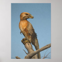 Der Ausdruck "Noble Savage"