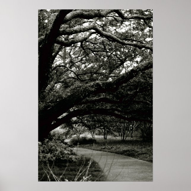 Der Baum Poster (Vorne)