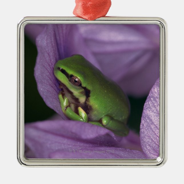 Der Baumfrosch des Weiß Silbernes Ornament (Vorne)