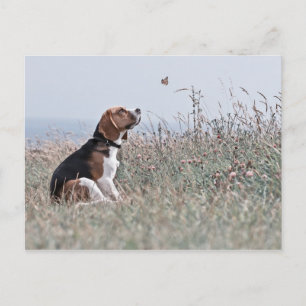 Der Beagle Postkarte