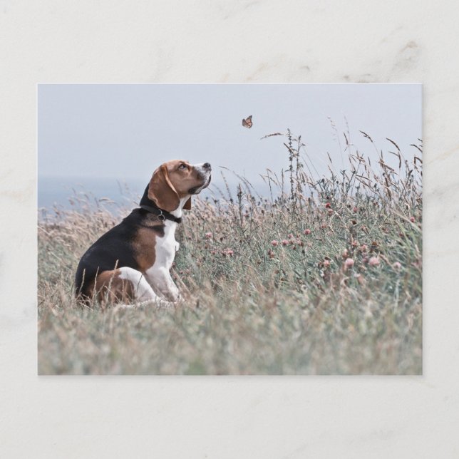 Der Beagle Postkarte (Vorderseite)