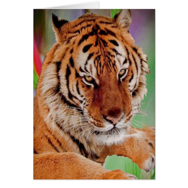 Der Bengalische Tiger (Vorne)