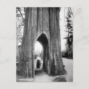 Der berühmte Fahrradbaum von Snohomish Postkarte