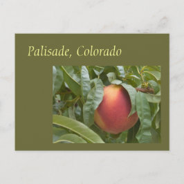 Der berühmte Palisade Peach auf dem Baum Postkarte