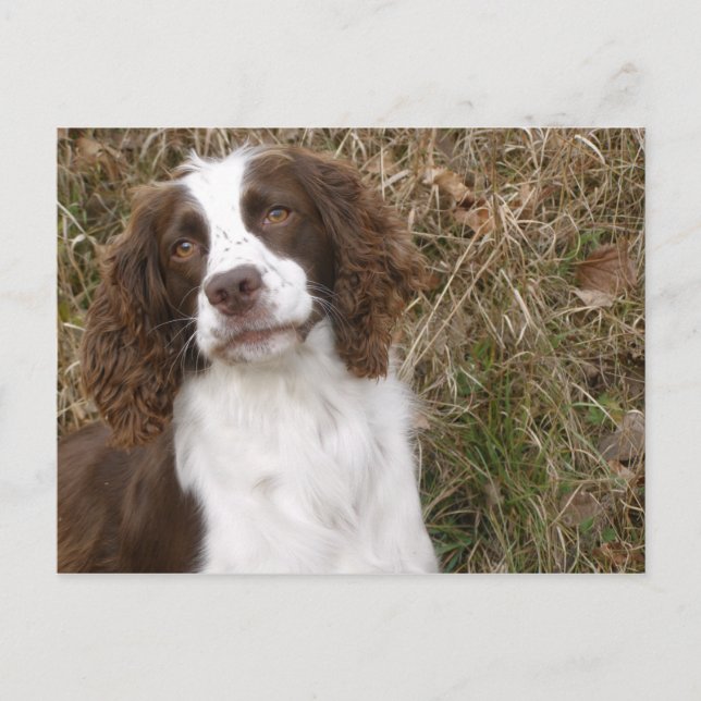 Der beste Freund des Mannes - Englischer Springer  Postkarte (Vorderseite)