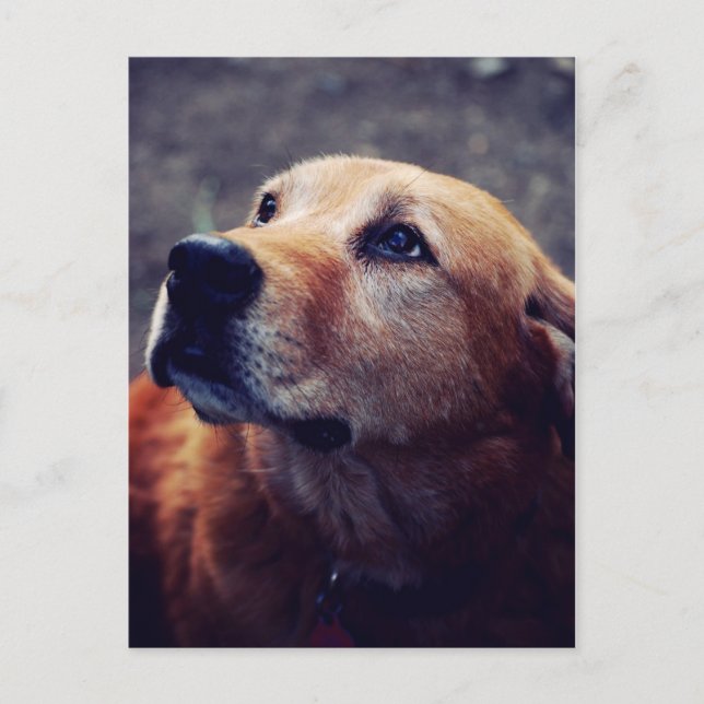 Der beste Freund des Menschen Postkarte (Vorderseite)