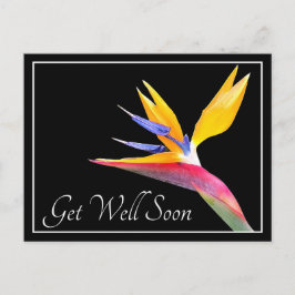 Der Bird of Paradise Black Background wird gut Postkarte