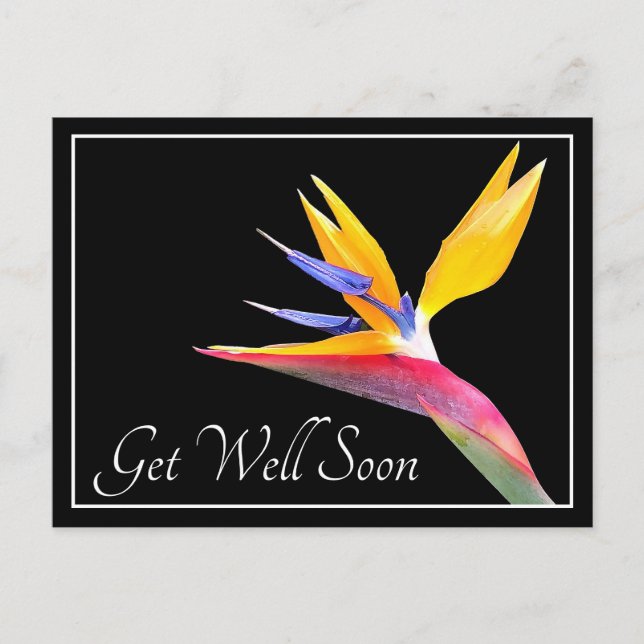 Der Bird of Paradise Black Background wird gut Postkarte (Vorderseite)