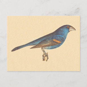 Der blaue Grosbeak, James De Kays New Yorker Vögel Postkarte