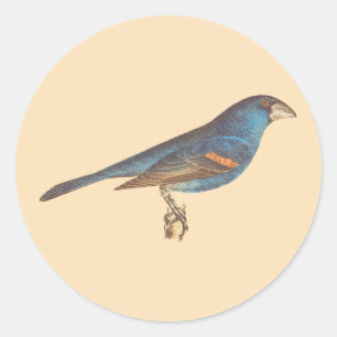 Der blaue Grosbeak, James De Kays New Yorker Vögel Runder Aufkleber