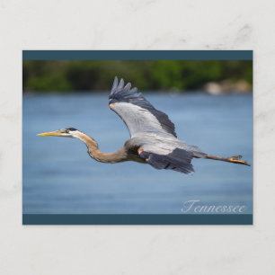Der Blaue Heron fliegt am Tennessee Postkarte