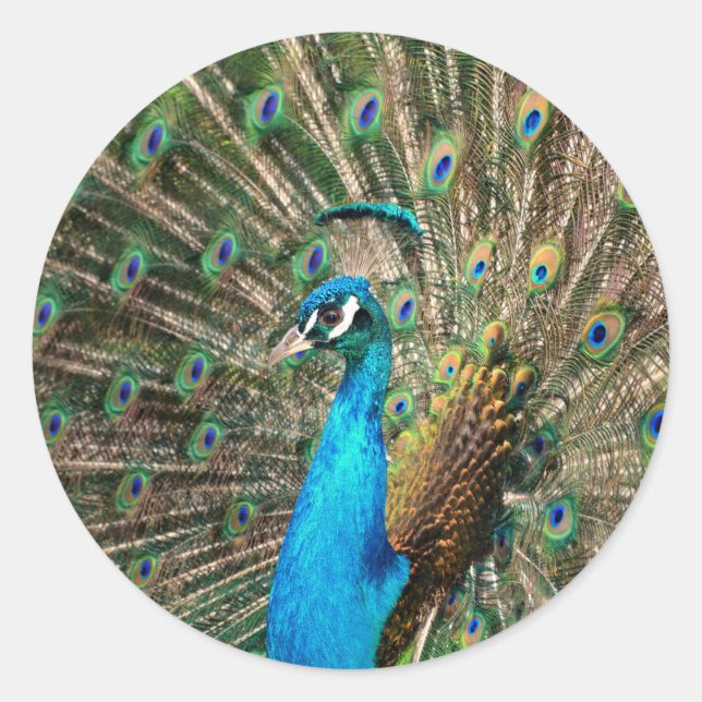 Der blaue Pfau Runder Aufkleber (Vorderseite)