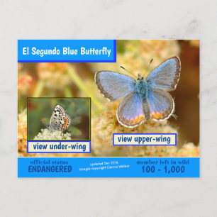 Der Blaue Schmetterling El Segundo ist gefährdet Feiertagspostkarte
