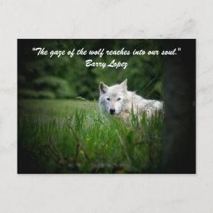 Der Blick auf den Wolf reicht... Postkarte
