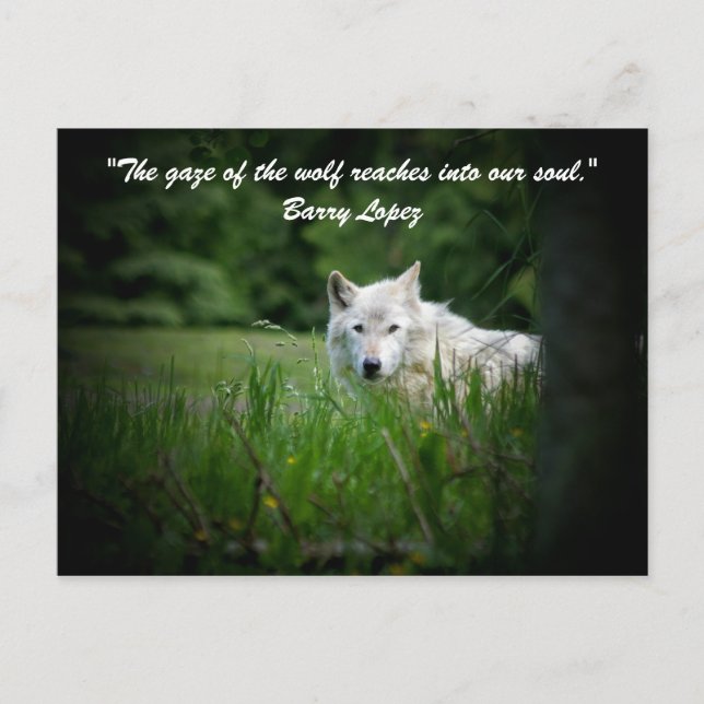 Der Blick auf den Wolf reicht... Postkarte (Vorderseite)