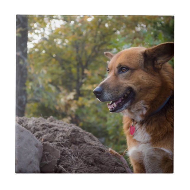 Der Blick der Loyalität Fliese (Vorderseite)