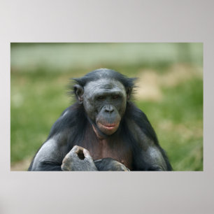 Der Blick des Bonobo Poster