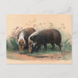 Der Bosch-Vark von Joseph Wolf Postkarte