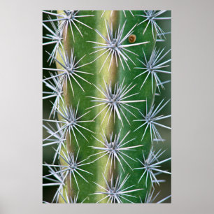 Der Botanische Garten von Huntington, Octopus Cact Poster