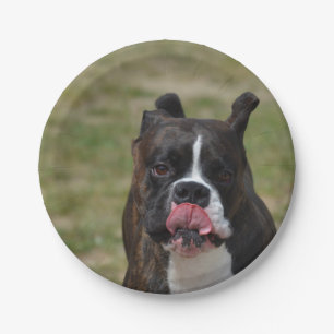 Der Boxer-Hund, der seins leckt, hackt Pappteller