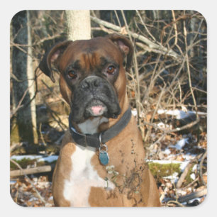 Der Boxer im Wald Quadratischer Aufkleber