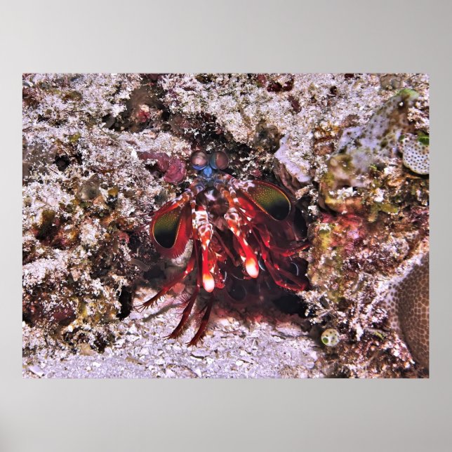 Der Boxer Poster (Vorne)