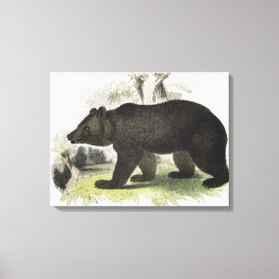 Der Braunbär, pädagogische Illustrations-Kneipe. Leinwanddruck