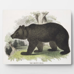Der braune Bär, pädagogische Illustrationsstube Fotoplatte
