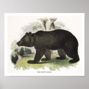 Der braune Bär, pädagogische Illustrationsstube Poster