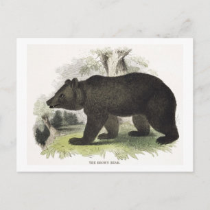 Der braune Bär, pädagogische Illustrationsstube Postkarte
