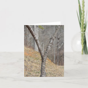 Der Buchstabe Y von einem Baum
