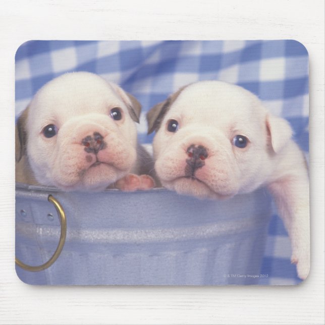 Der Bulldog, der oft als englischer Bulldog bezeic Mousepad (Vorne)
