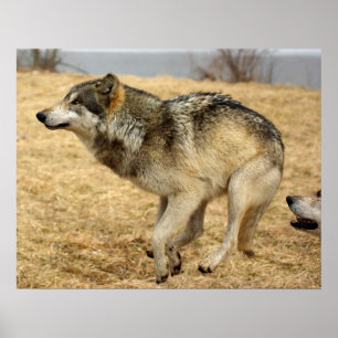 Der Cartoon-Wolf-Schuss Poster