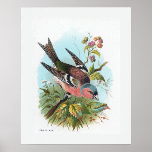 Der Chaffinch Poster
