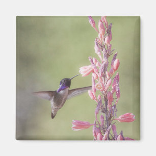 Der charmante Hummingbird an der Costa Magnet