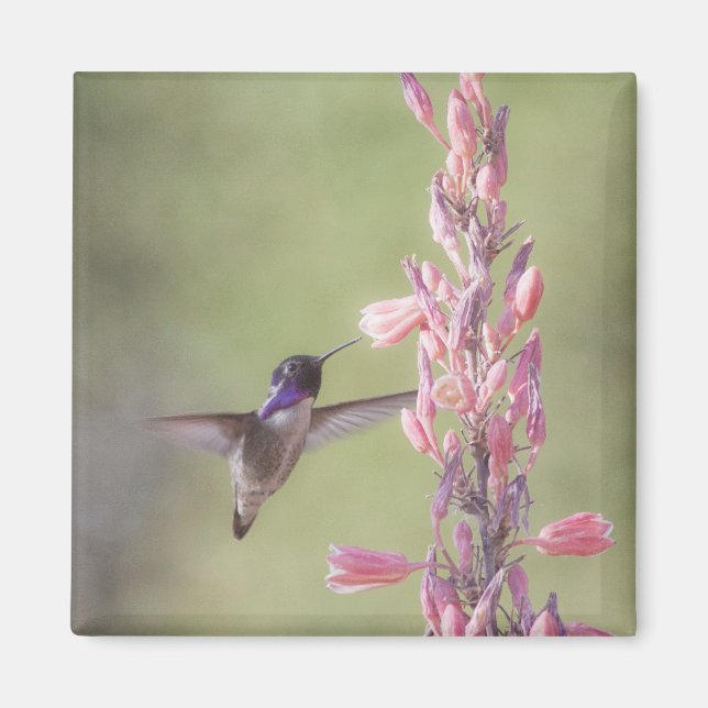 Der charmante Hummingbird an der Costa Magnet (Vorne)