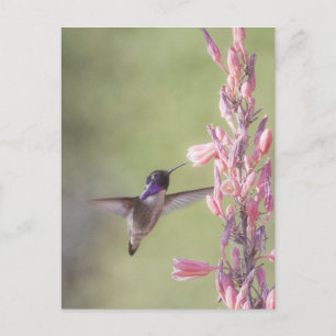 Der charmante Hummingbird an der Costa Postkarte